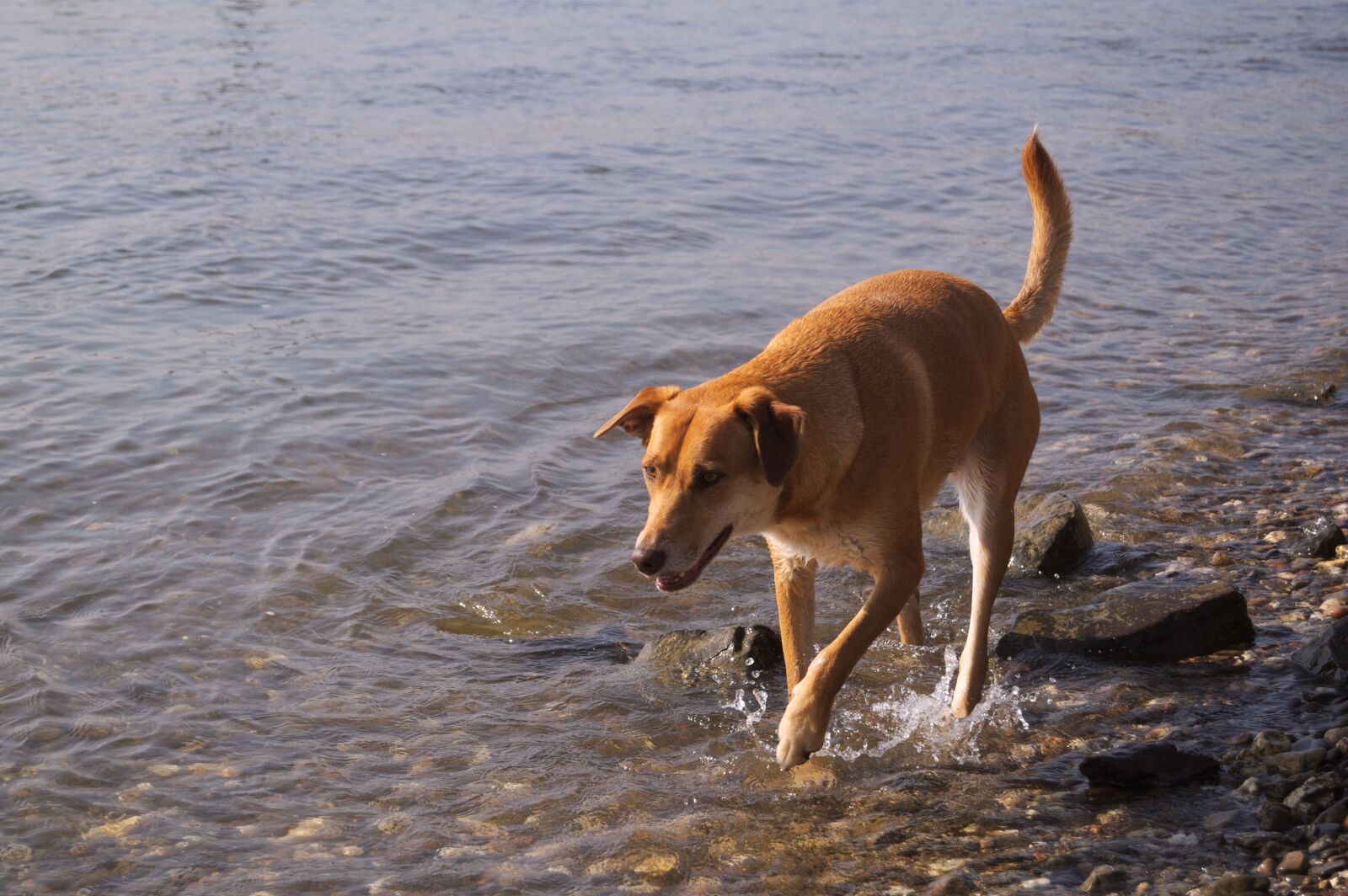 Nikon D5000 sample photo. Dog, rhine, water photography