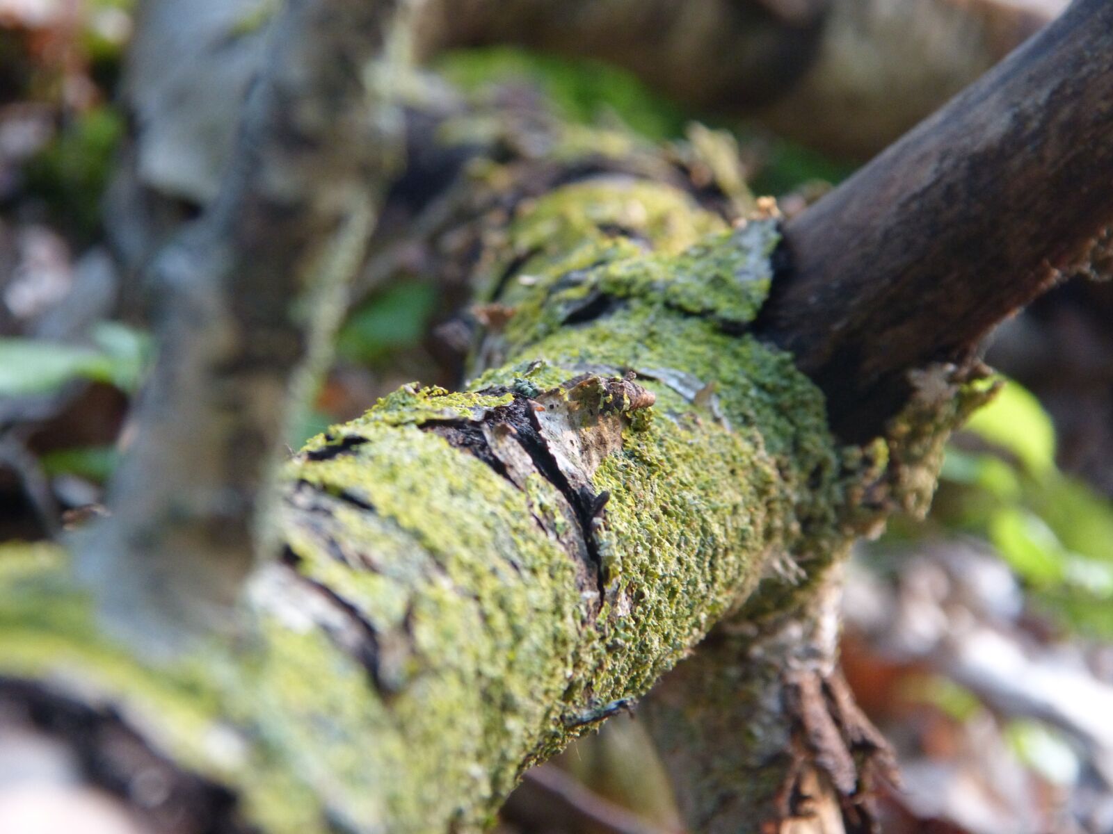 Panasonic DMC-FZ62 sample photo. Woods, bark, forest photography