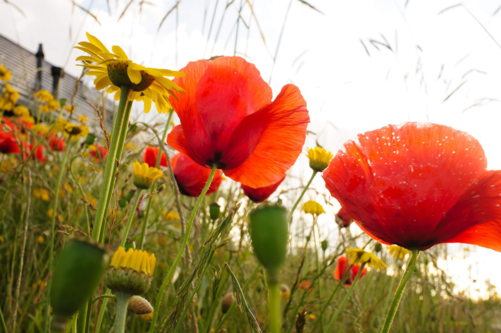 Nikon D90 sample photo. Flower, red, romantic photography
