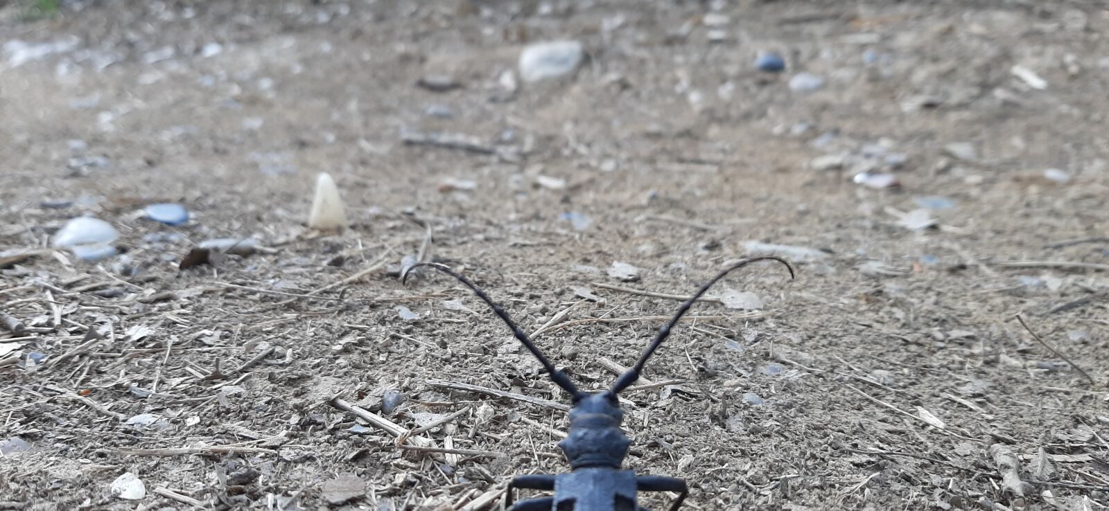Samsung Galaxy A50 sample photo. Insect, forest, nature photography