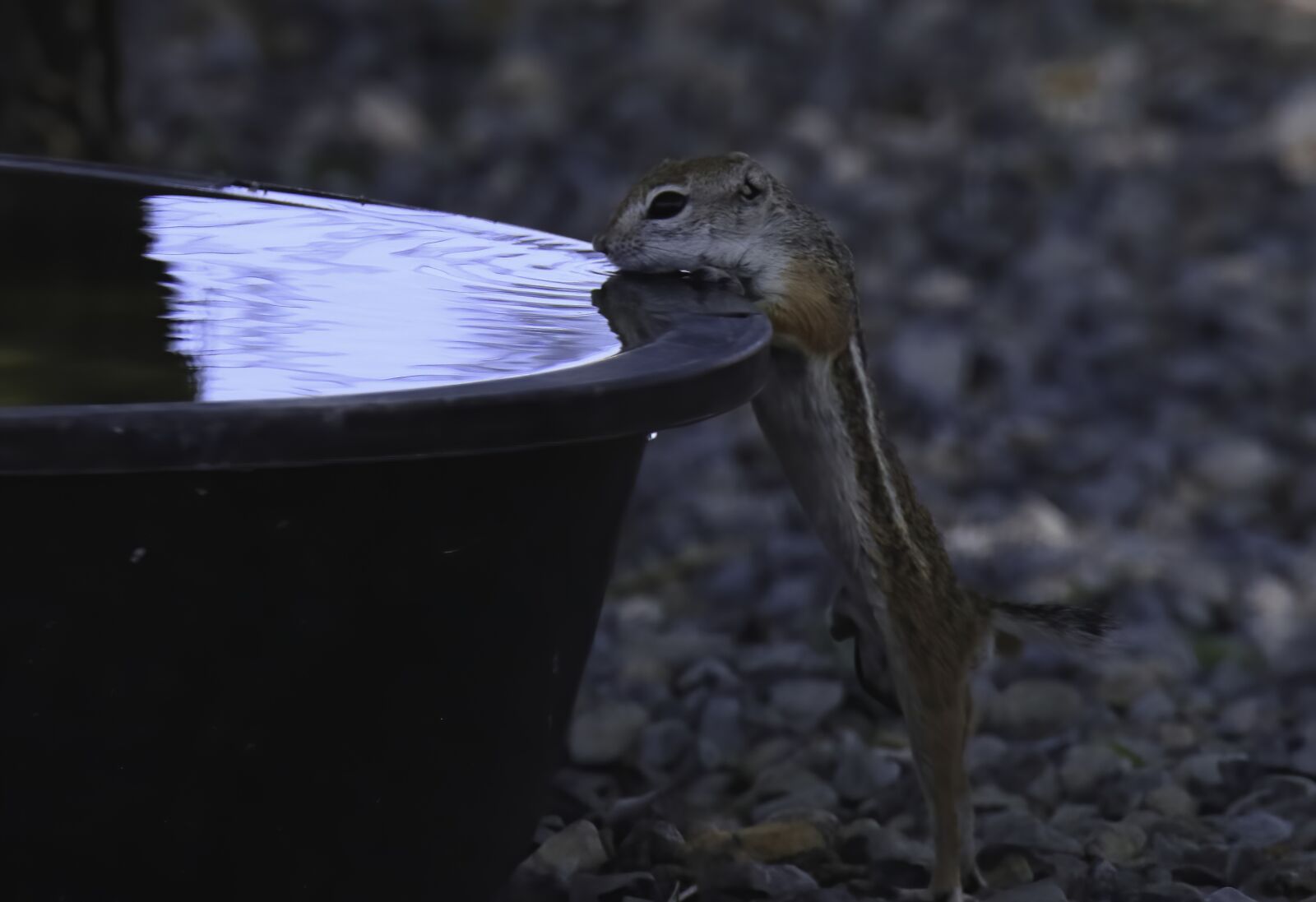 Canon EOS 77D (EOS 9000D / EOS 770D) sample photo. Antelope squirrel, southwest, small photography