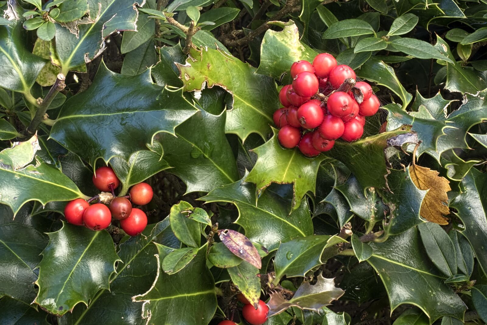Olympus OM-D E-M5 II + Olympus M.Zuiko Digital ED 12-40mm F2.8 Pro sample photo. Holly, ilex aquifolium, ordinary photography