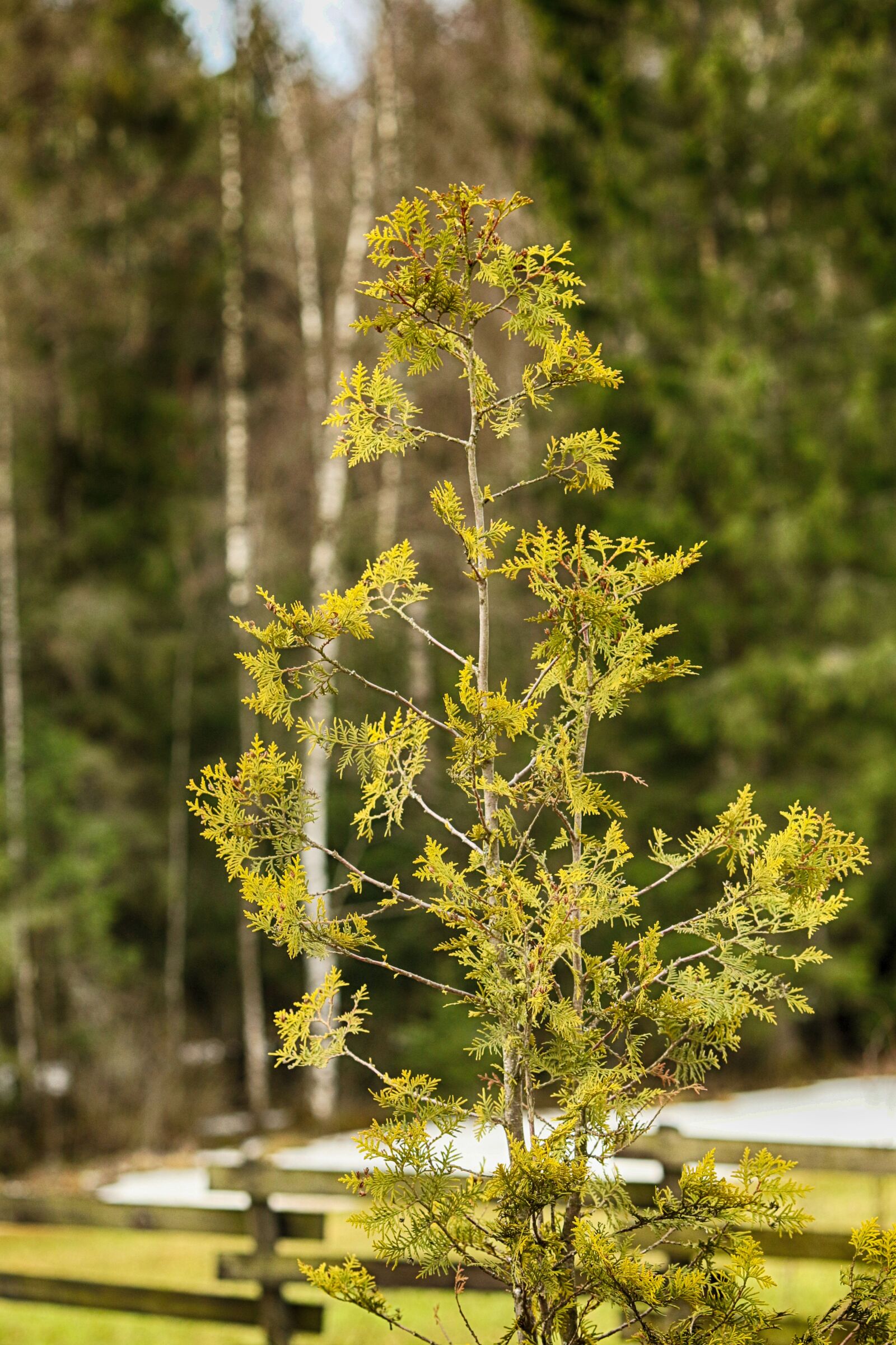 Canon EOS 7D Mark II + Canon EF 135mm F2L USM sample photo. Tree, nature, forest photography