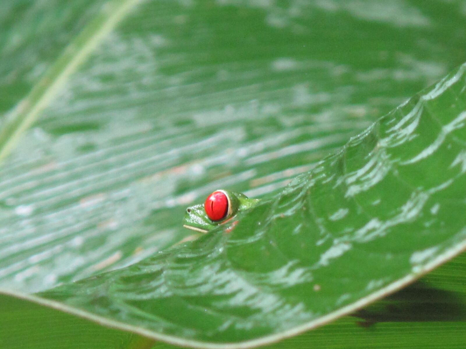 Canon PowerShot G10 sample photo. Costa rica, frog, nature photography