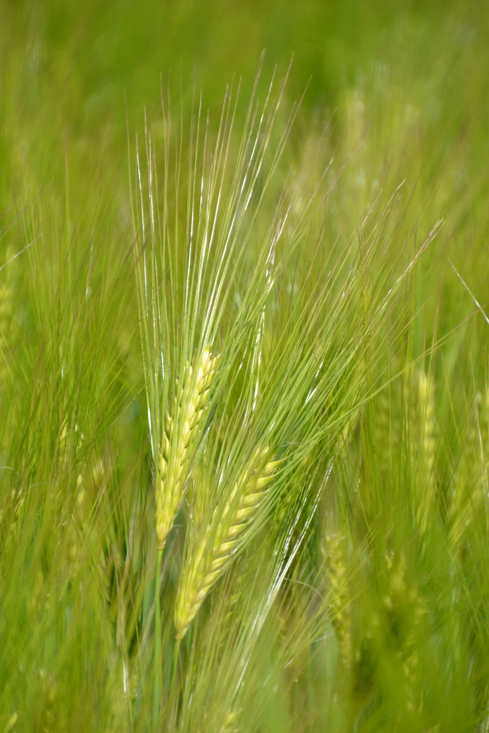 Nikon D3100 sample photo. Plant, cereals, field photography