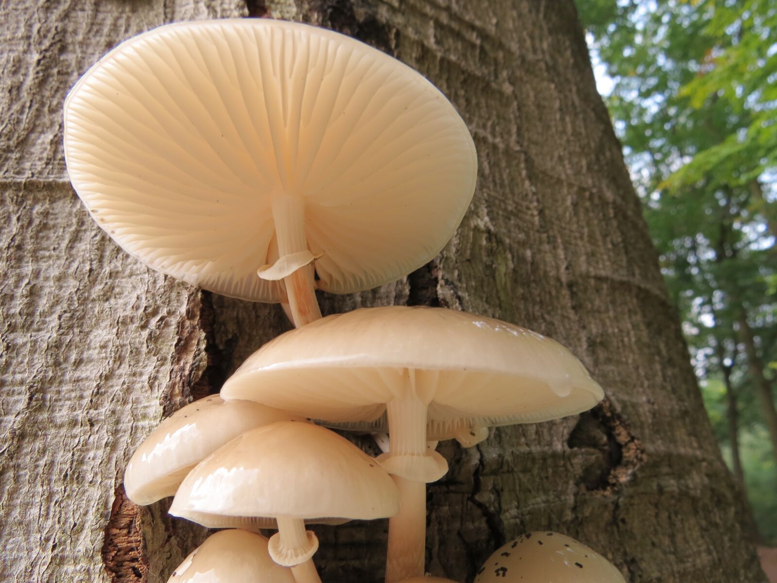 Canon PowerShot SX50 HS sample photo. Mushroom, porcelain fungus, fungi photography