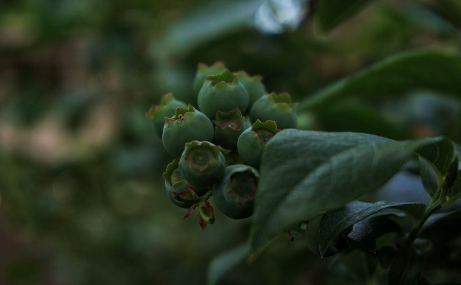 Sony a6000 sample photo. Blueberry, green, blur photography