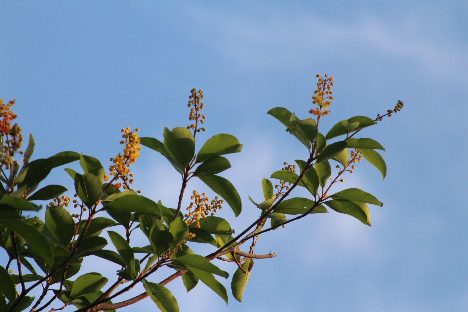 Canon EOS 1300D (EOS Rebel T6 / EOS Kiss X80) sample photo. Flower, sky, plant photography