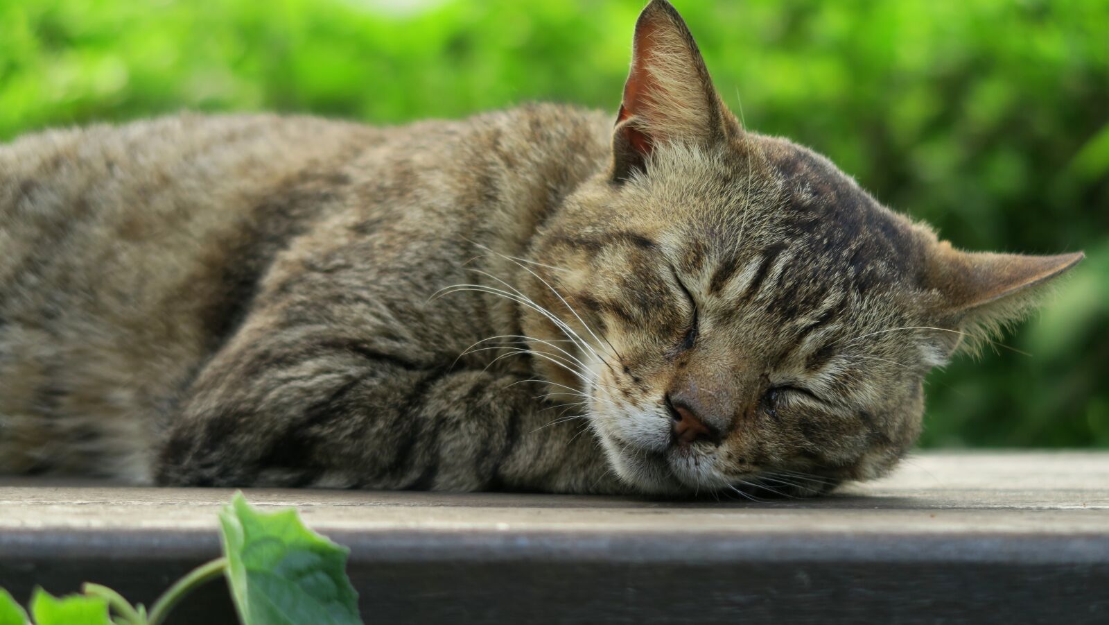 Canon PowerShot G7 X sample photo. Cat, animal photography