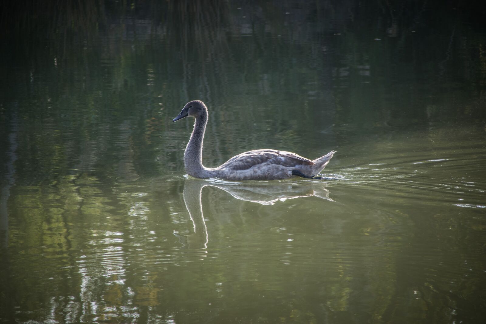 Nikon D5300 sample photo. Swan, water, bird photography