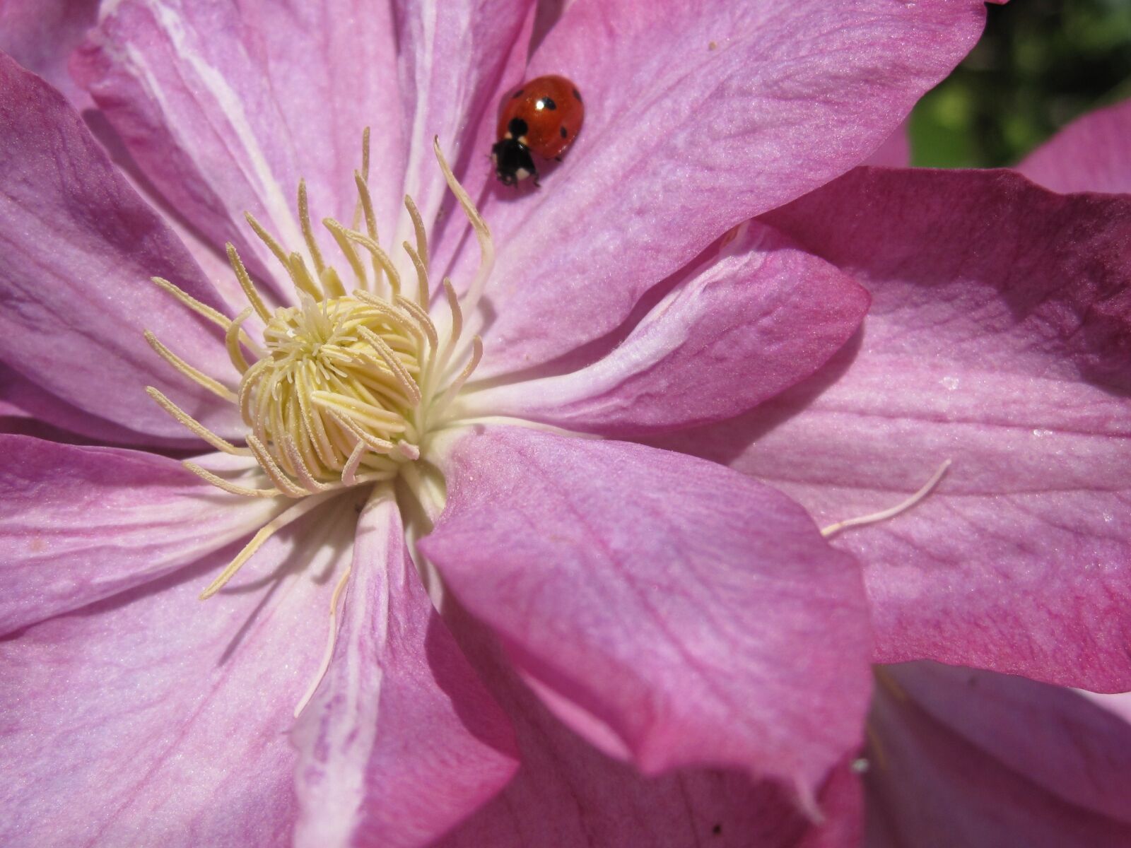 Canon PowerShot SD990 IS (Digital IXUS 980 IS / IXY Digital 3000 IS) sample photo. Clematis, ladybug, flower photography