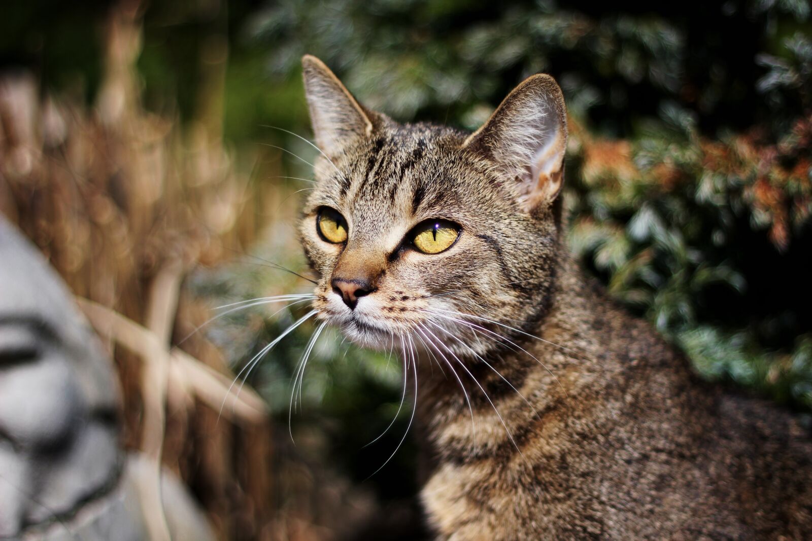 Canon EOS 60D sample photo. Cat, animal, nature photography