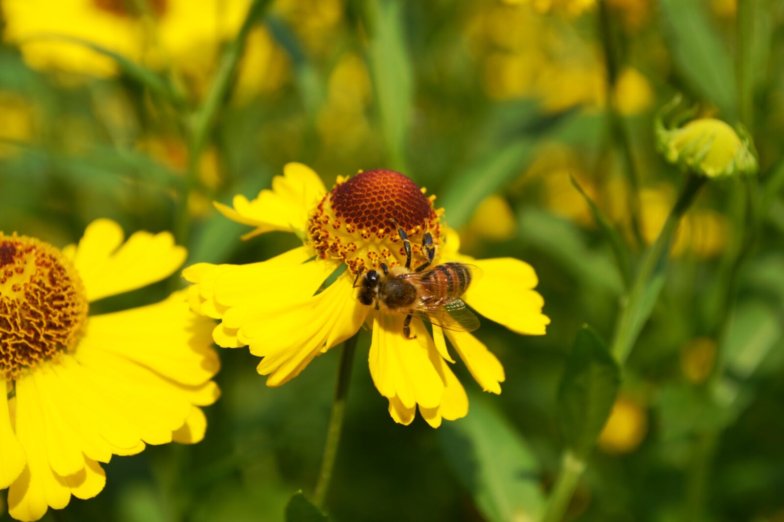 Nikon D3100 sample photo. Bee, blossom, bloom photography