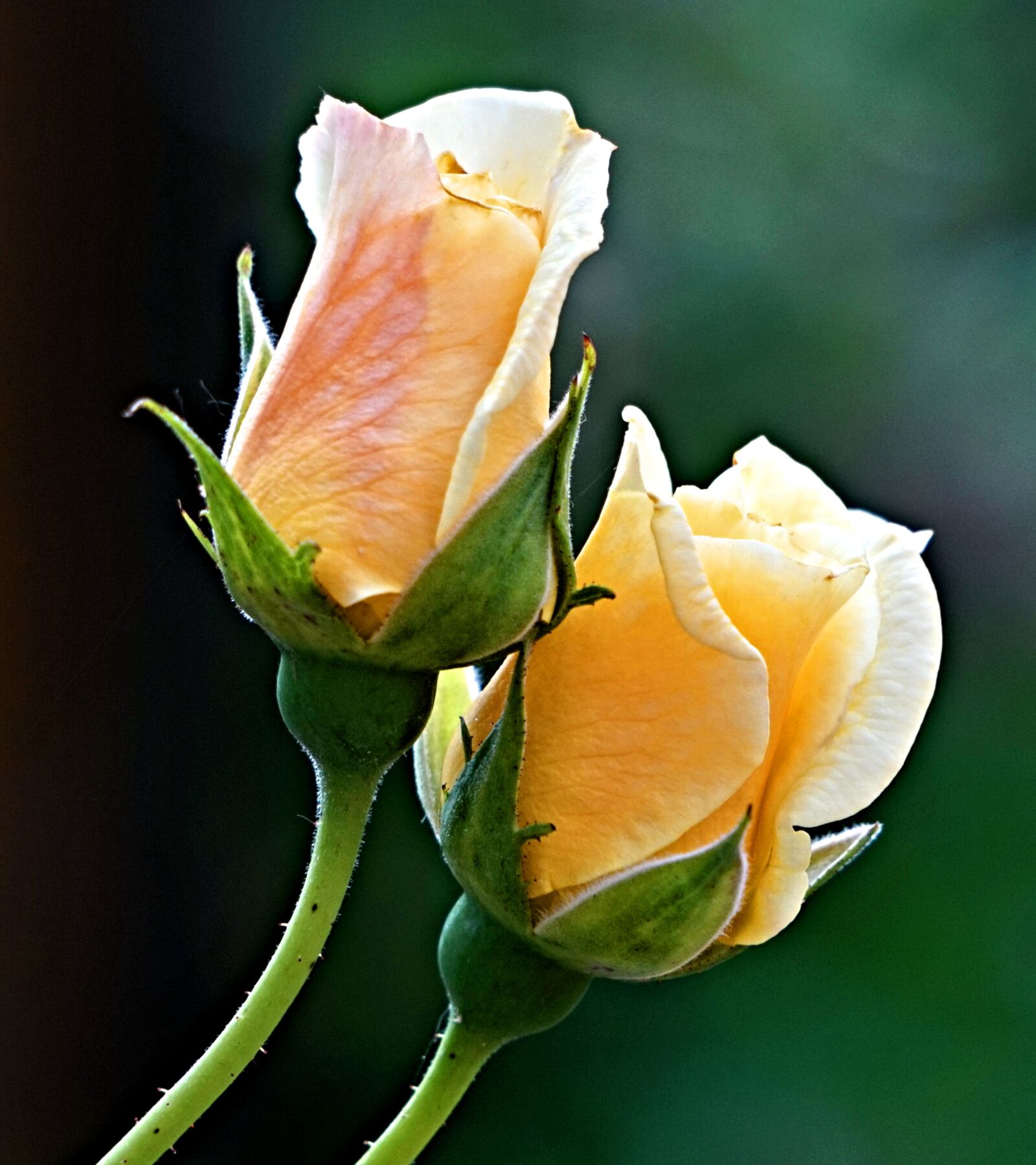 Sony Alpha a5000 (ILCE 5000) + Sony E 55-210mm F4.5-6.3 OSS sample photo. Rose, yellow, rose blooms photography