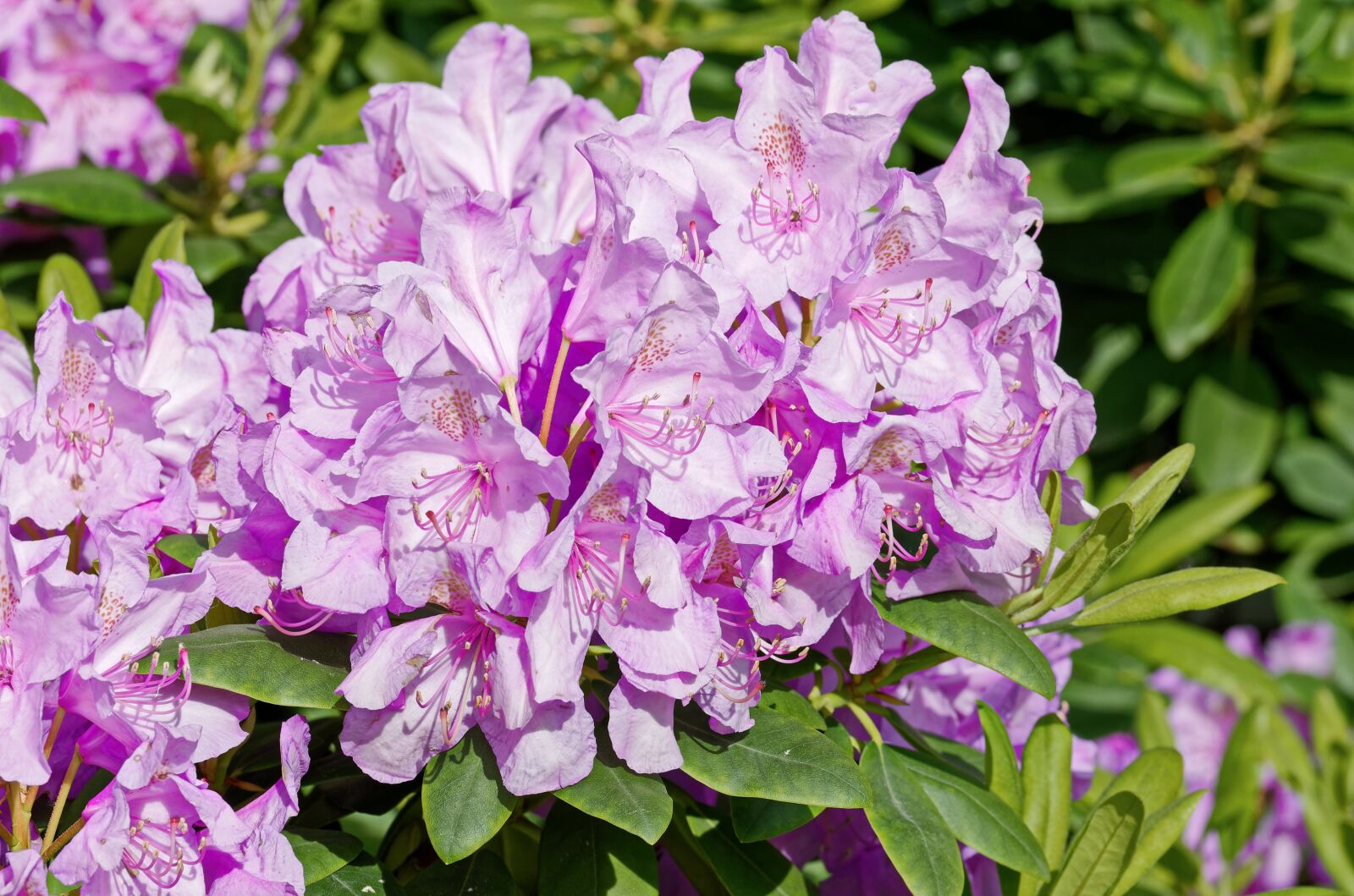 Nikon D5100 sample photo. Flowers, petals, violet photography