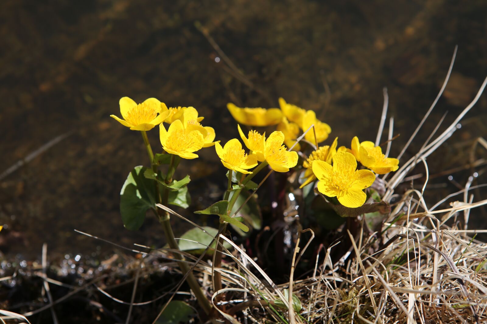 Canon EOS 6D + Canon EF 24-70mm F2.8L USM sample photo. Marsh marigold, flower, yellow photography