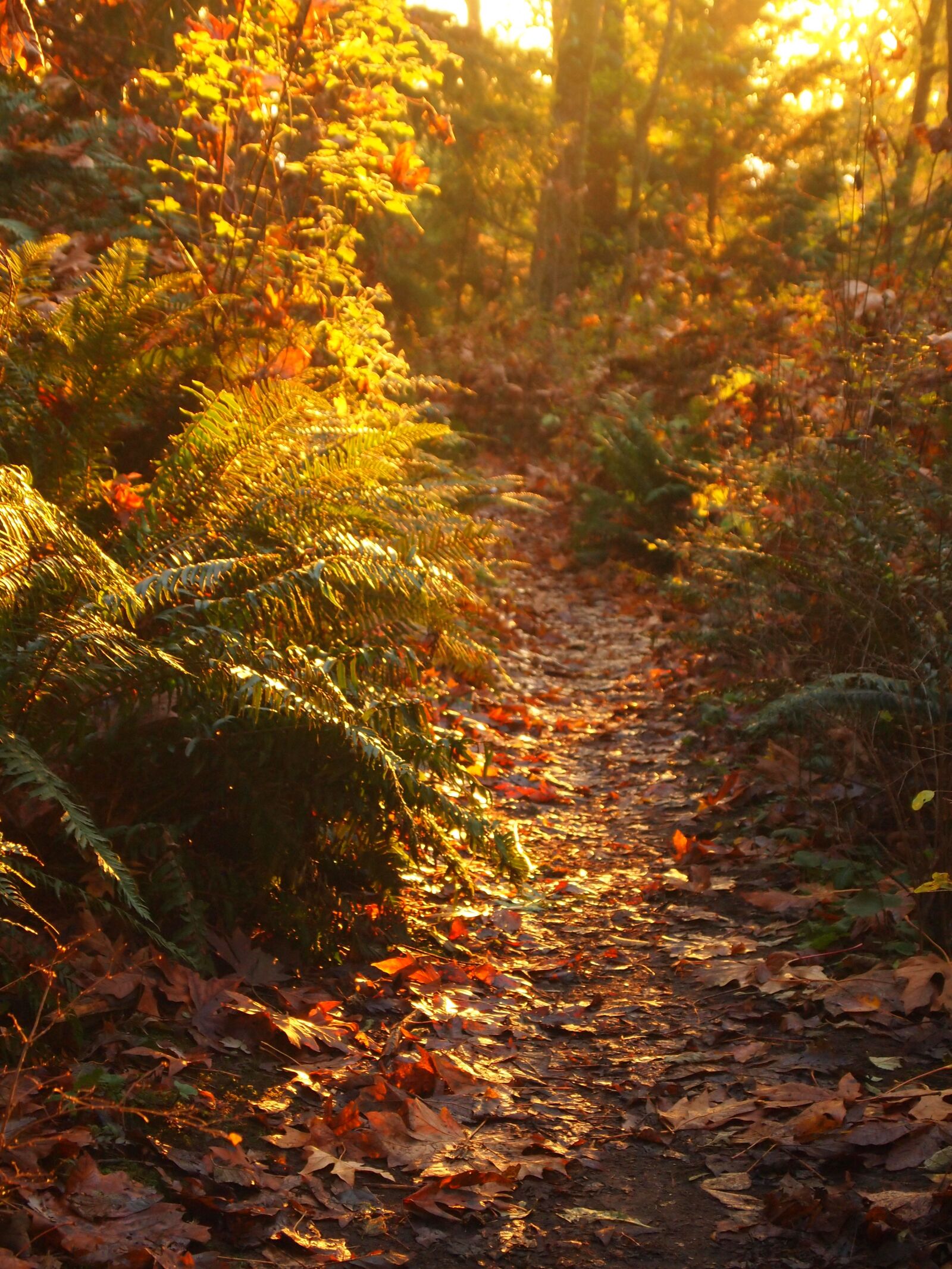 Olympus PEN E-PL1 sample photo. Fall, autumn, leaves photography