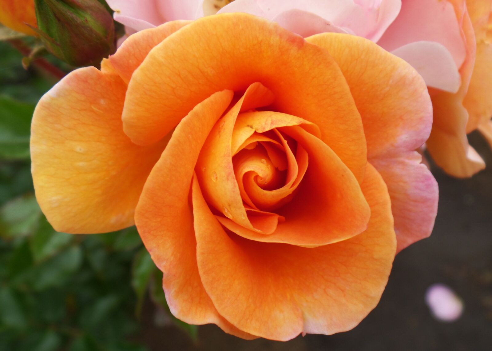 Samsung WB800F sample photo. Rosa, orange, flower photography