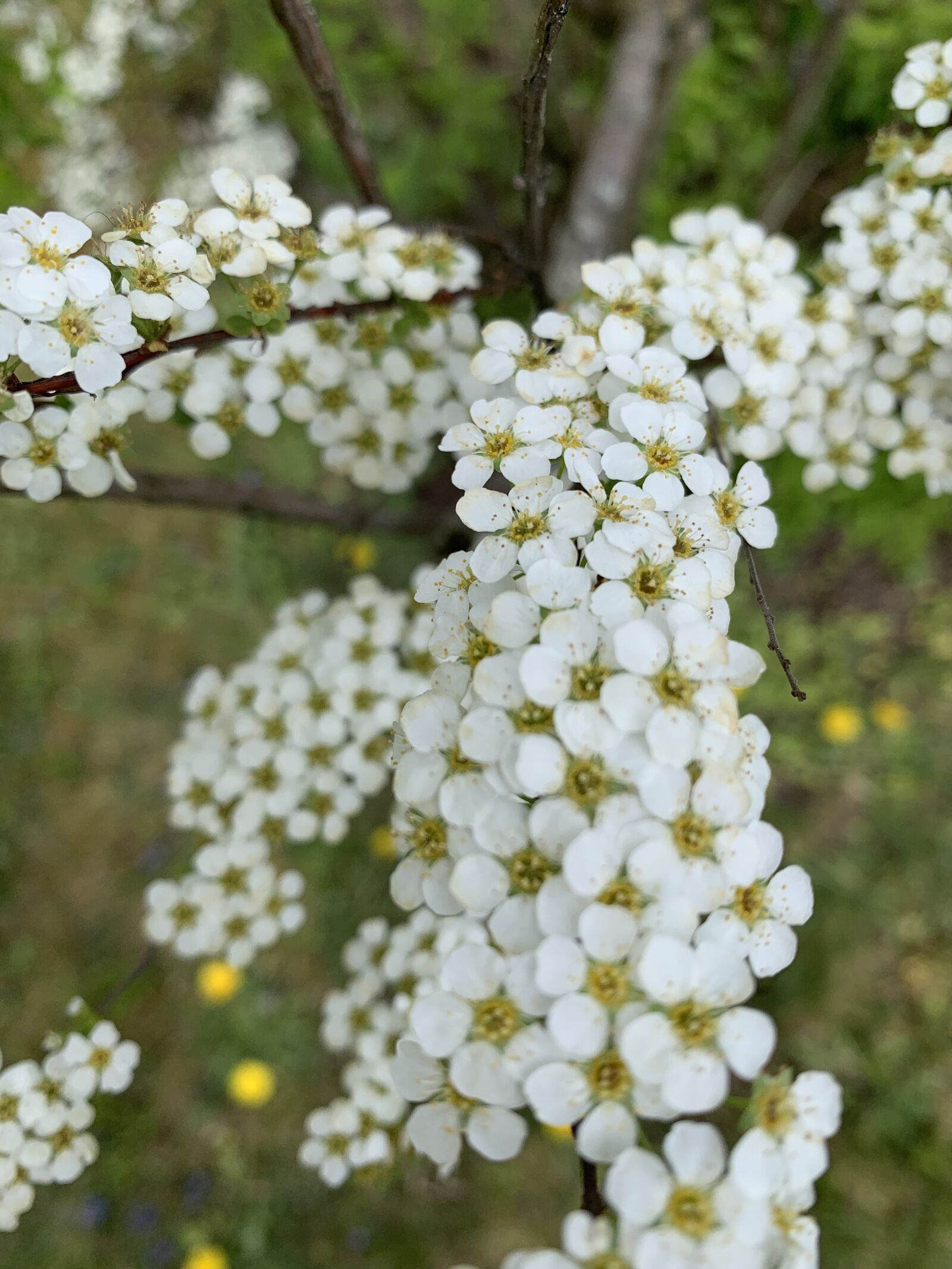 Apple iPhone XR sample photo. White flowers, blurred background photography