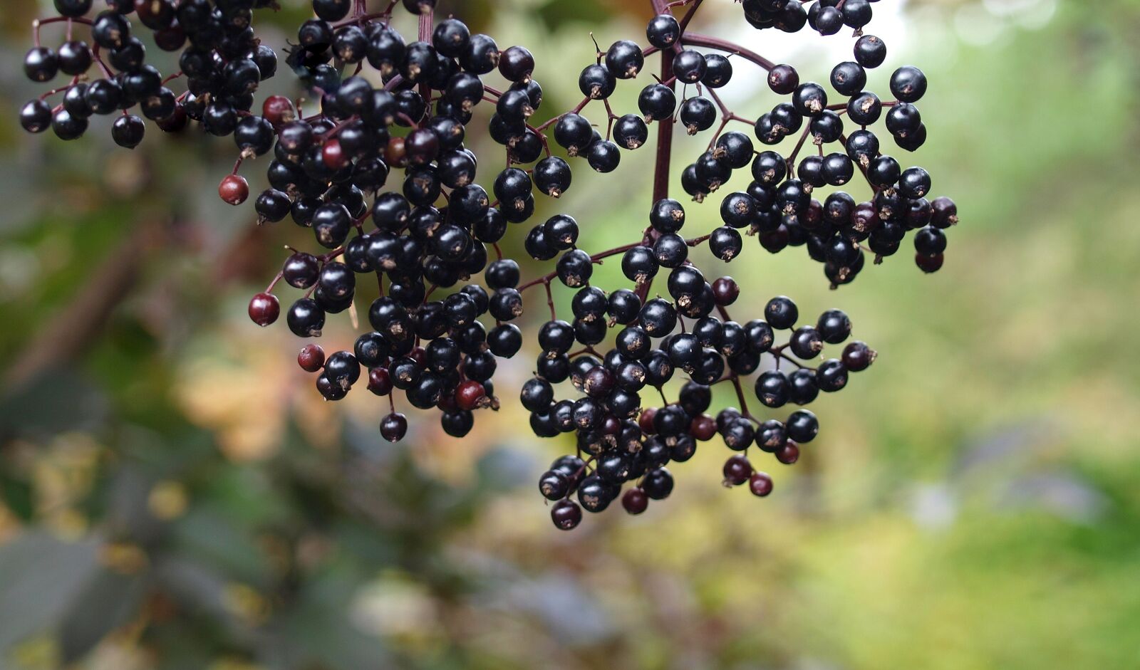 Olympus E-520 (EVOLT E-520) sample photo. Elder, berries, nature photography