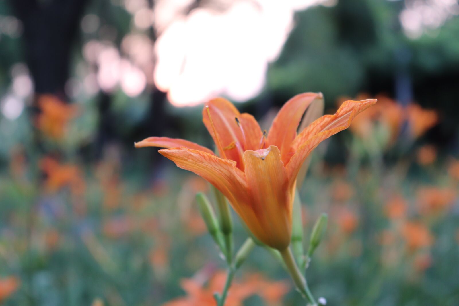 Canon EOS 800D (EOS Rebel T7i / EOS Kiss X9i) sample photo. Lily, daylily, forget photography
