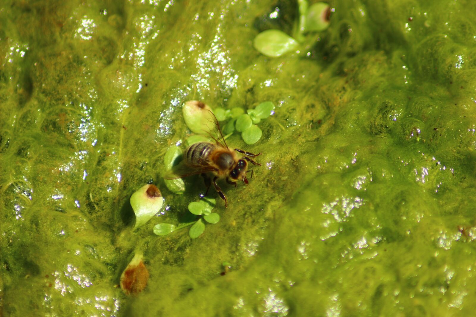 Canon EOS 100D (EOS Rebel SL1 / EOS Kiss X7) sample photo. Bee, water, green photography