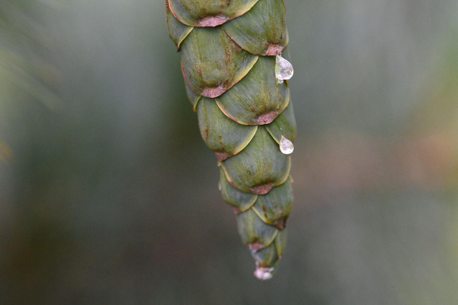 Nikon D750 sample photo. Pine, cone, green photography