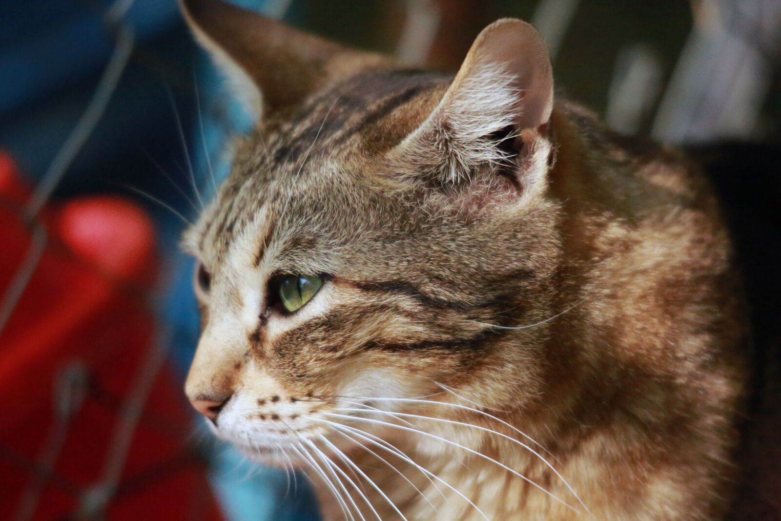 Canon EOS 5D Mark III sample photo. Animal, cat face, alley photography