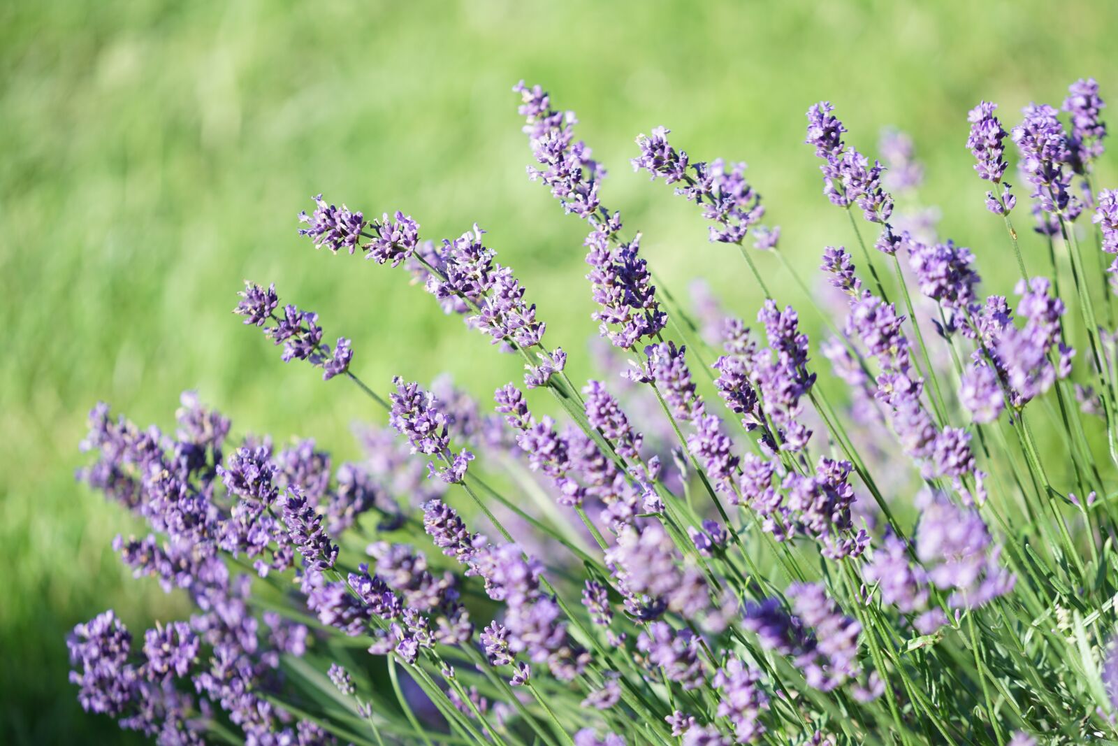 Sony a7 II + Sony FE 70-200mm F4 G OSS sample photo. Lavender, flowering, herbs photography