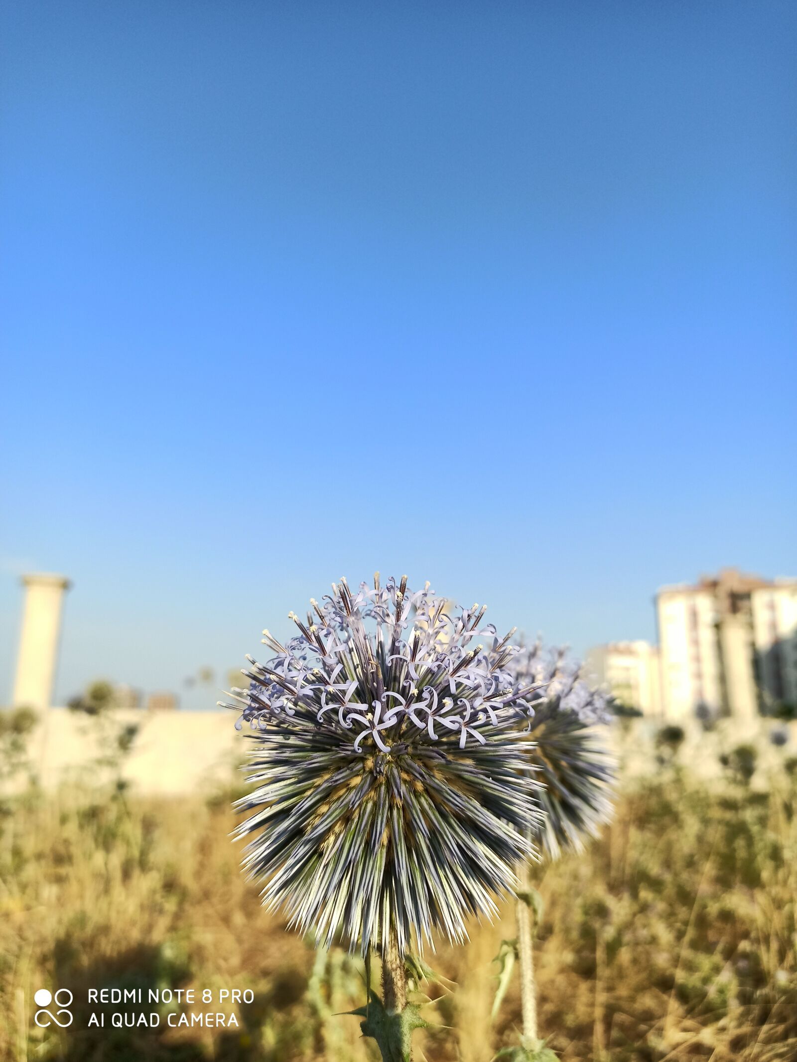Xiaomi Redmi Note 8 Pro sample photo. Dea, flower, seed photography