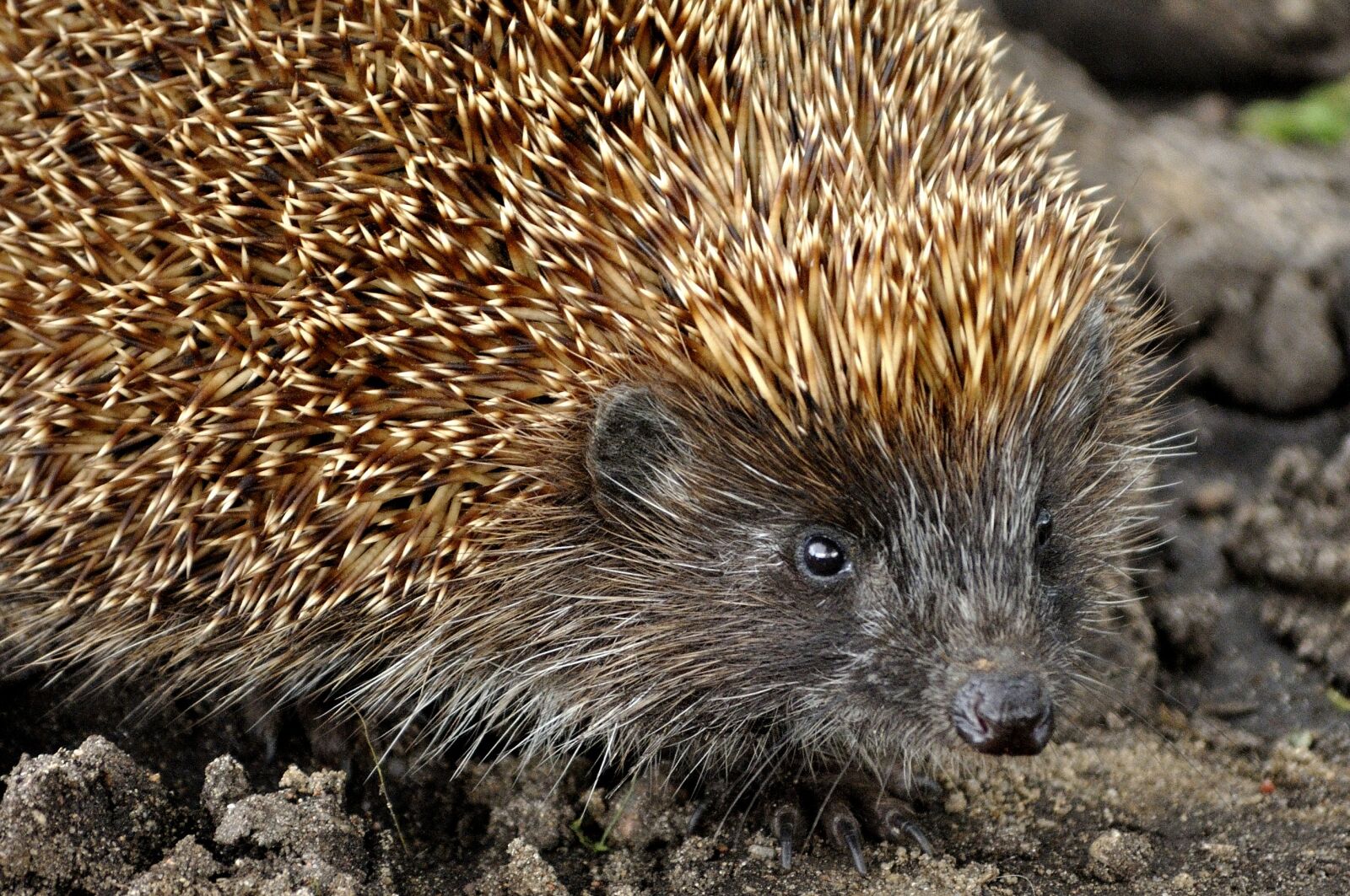 Nikon D5000 sample photo. Mammals, nature, animals photography
