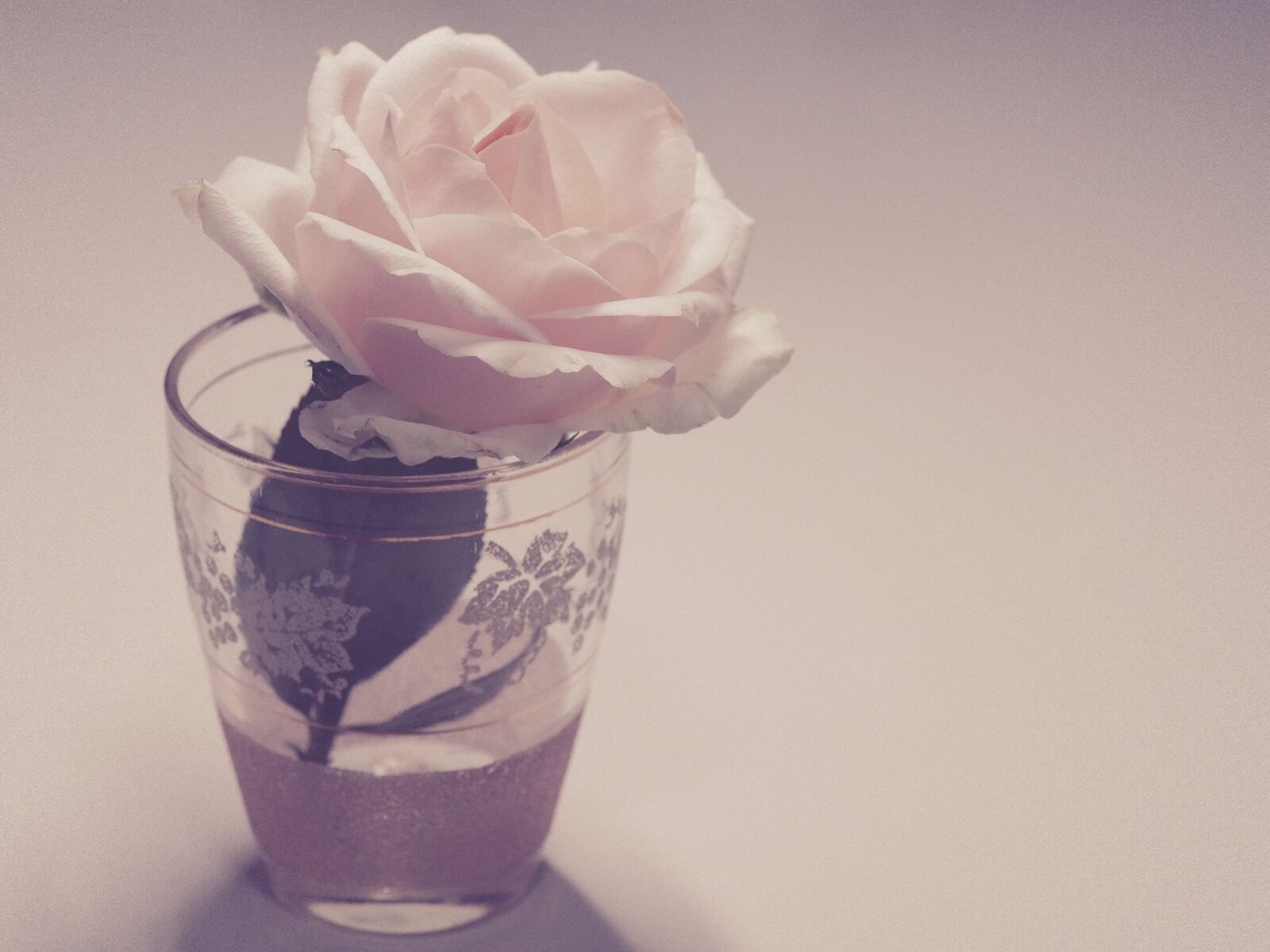 Olympus M.Zuiko Digital ED 60mm F2.8 Macro sample photo. Flower, vintage, rose photography