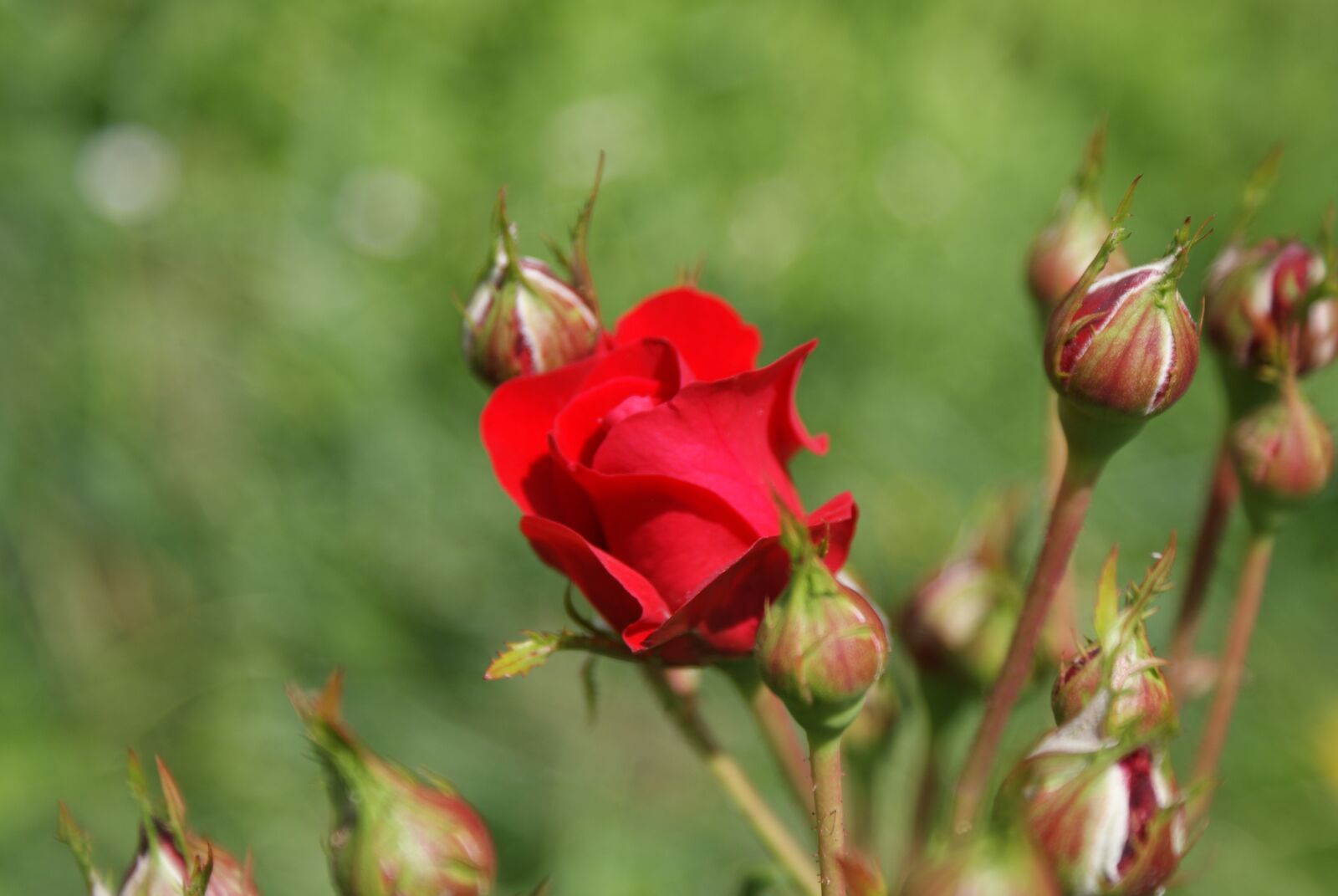 Sony Alpha DSLR-A200 sample photo. Supplies, flower, freshman photography