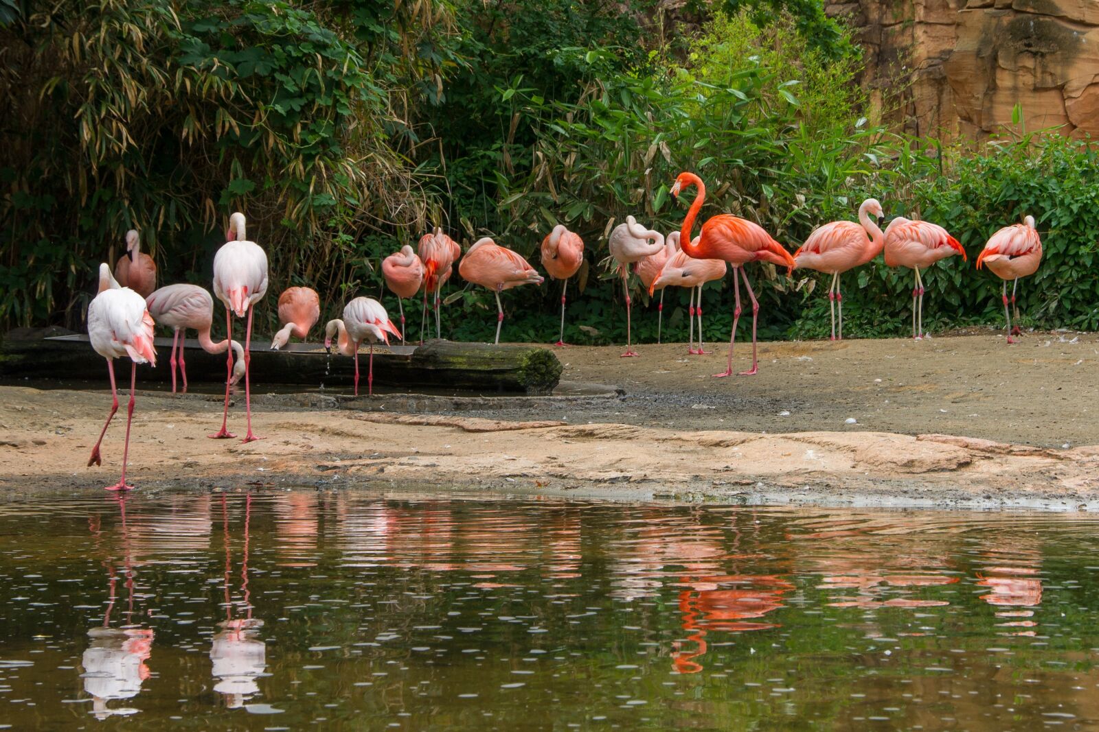 Sony Alpha DSLR-A550 sample photo. Flamingo, bird, nature photography