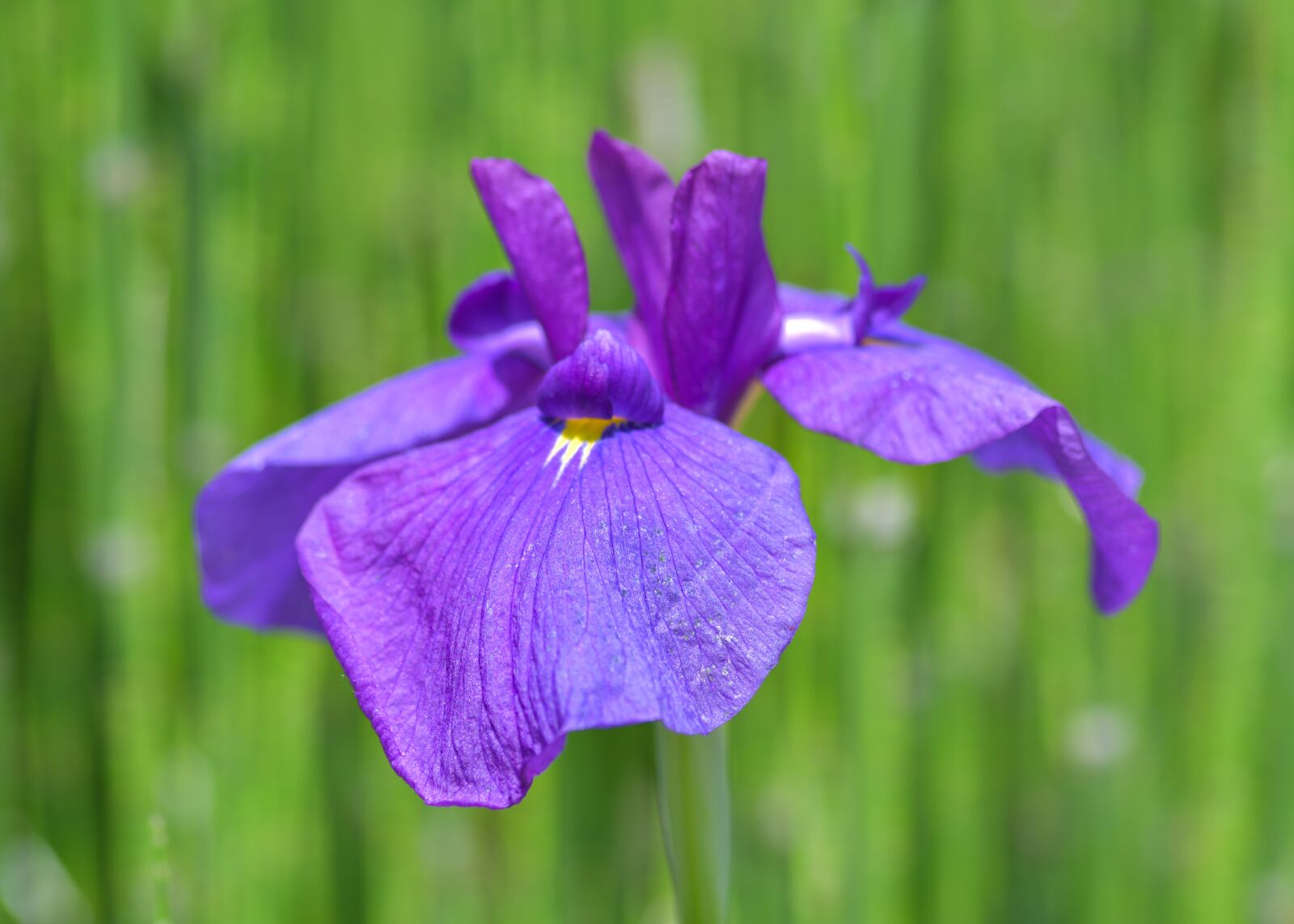 Tokina AT-X Pro 100mm F2.8 Macro sample photo. Iris, flower, violet photography