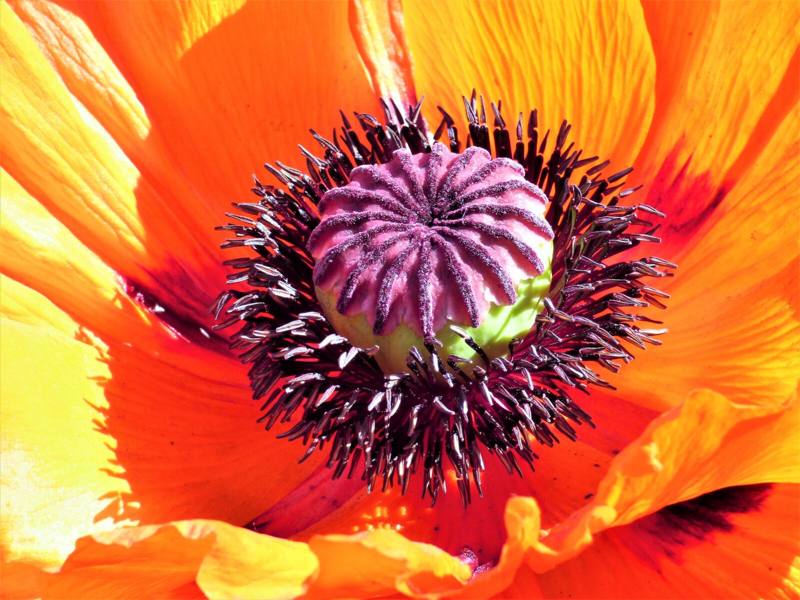 Panasonic DMC-FZ72 sample photo. Flower, poppy, orange photography