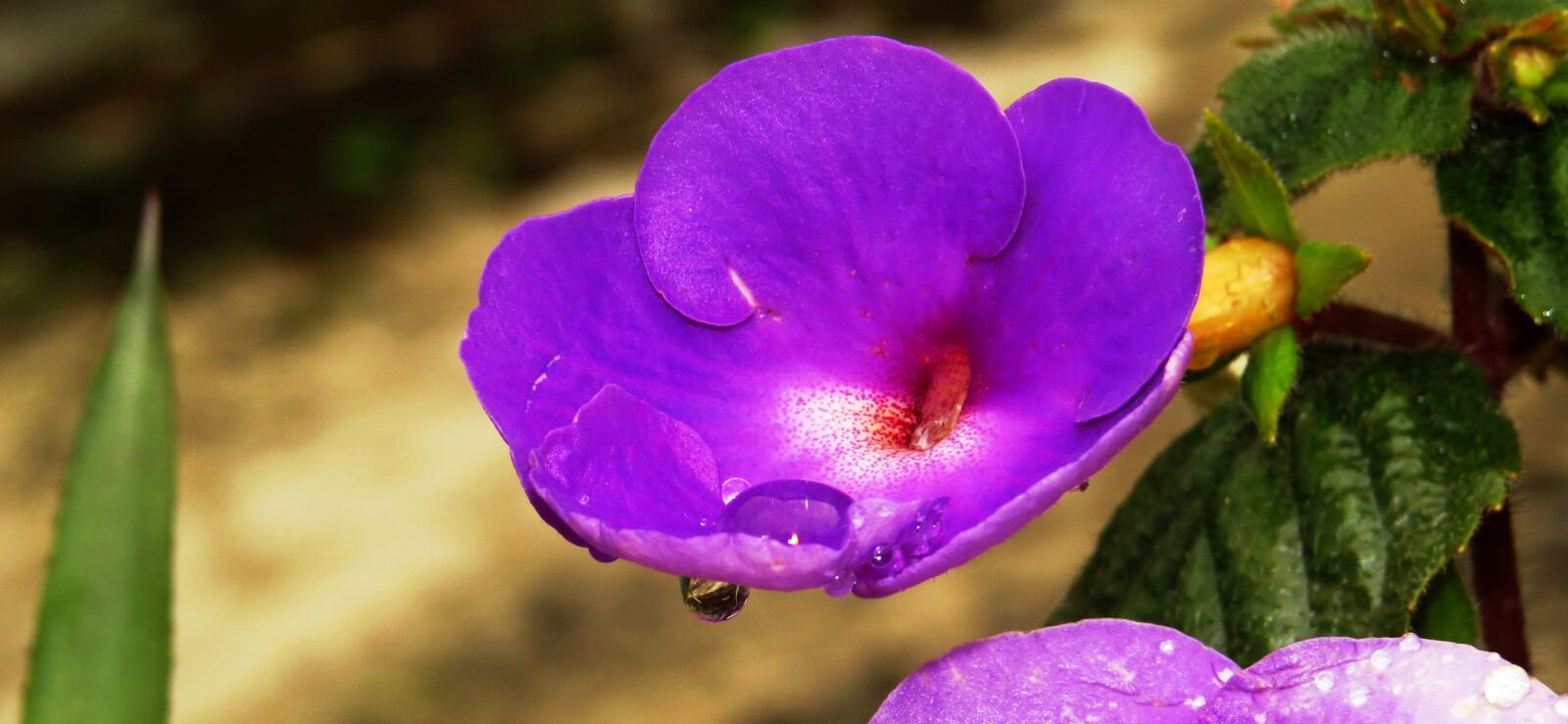 Canon PowerShot SX50 HS sample photo. Nature, flower, plant photography