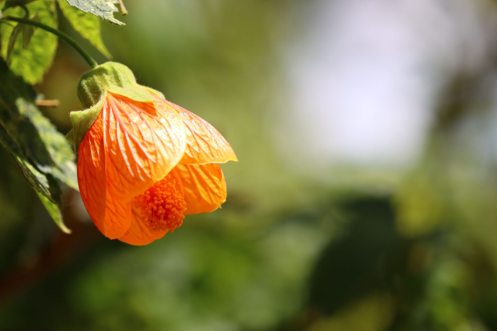 Canon EOS 90D sample photo. Flower, bell, orange photography