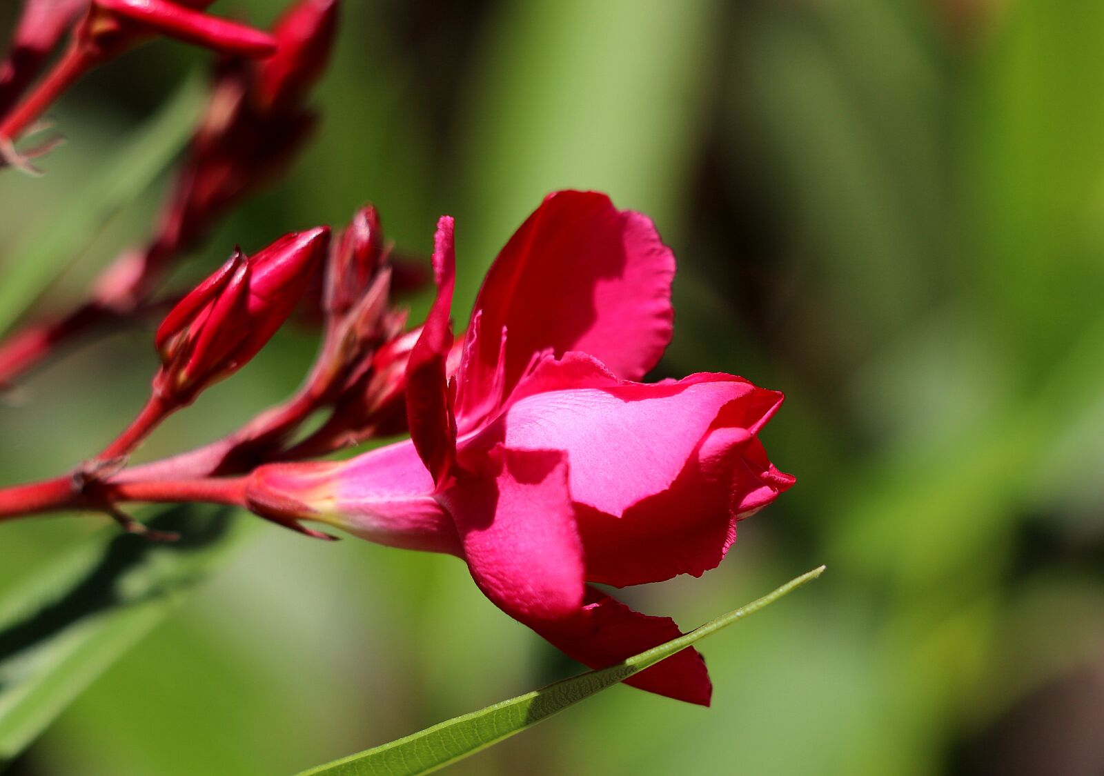 Canon EOS 77D (EOS 9000D / EOS 770D) sample photo. Oleander, blossom, bloom photography