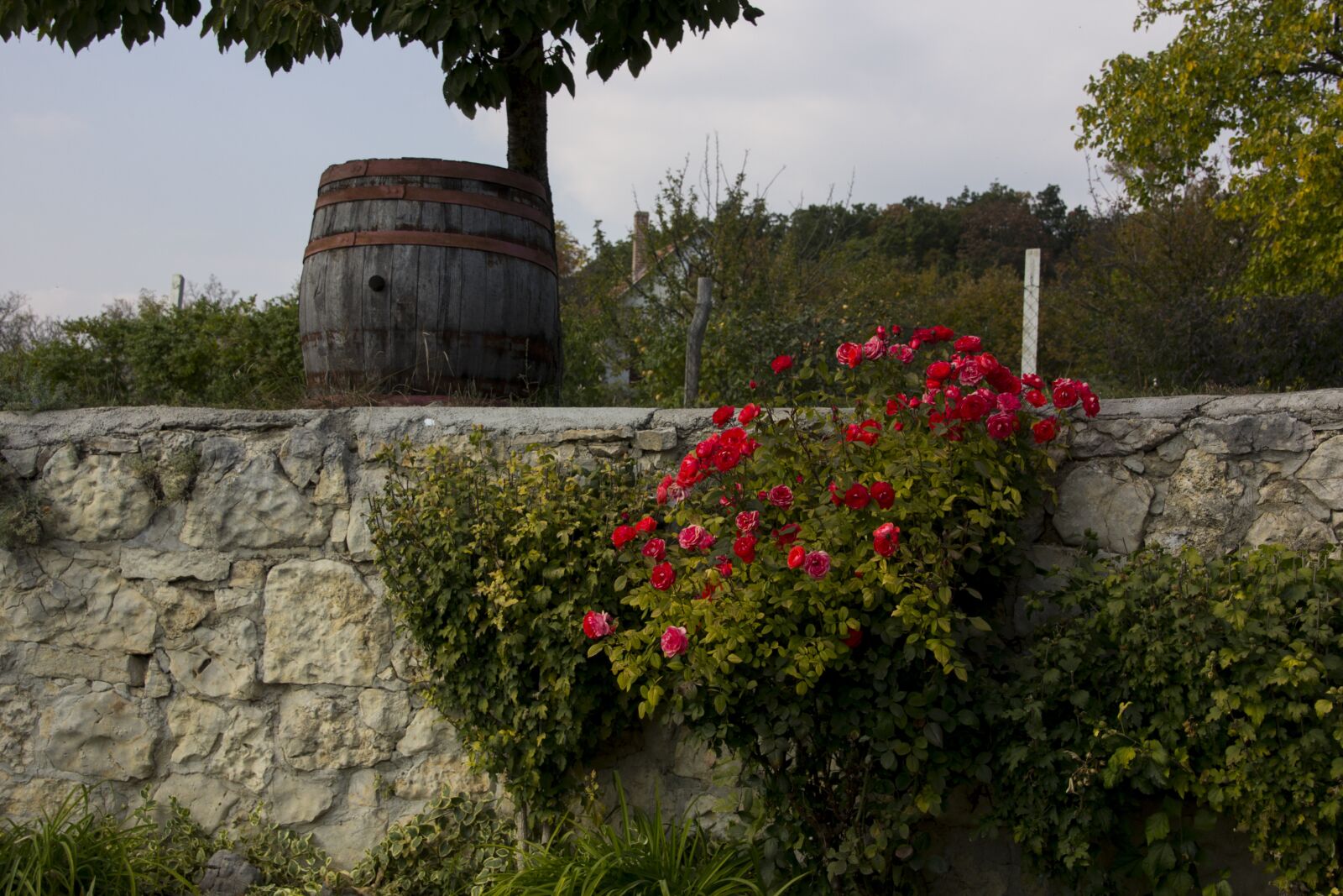 Canon EOS 60D sample photo. Hungary, wine barrel, bush photography