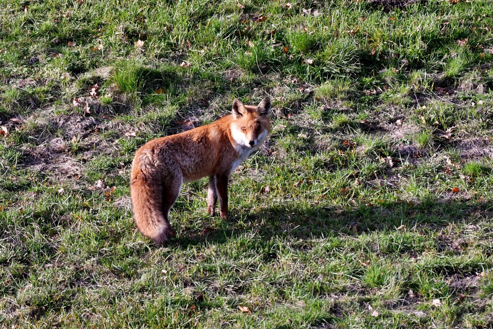 Nikon D500 sample photo. Fox, wild, predator photography