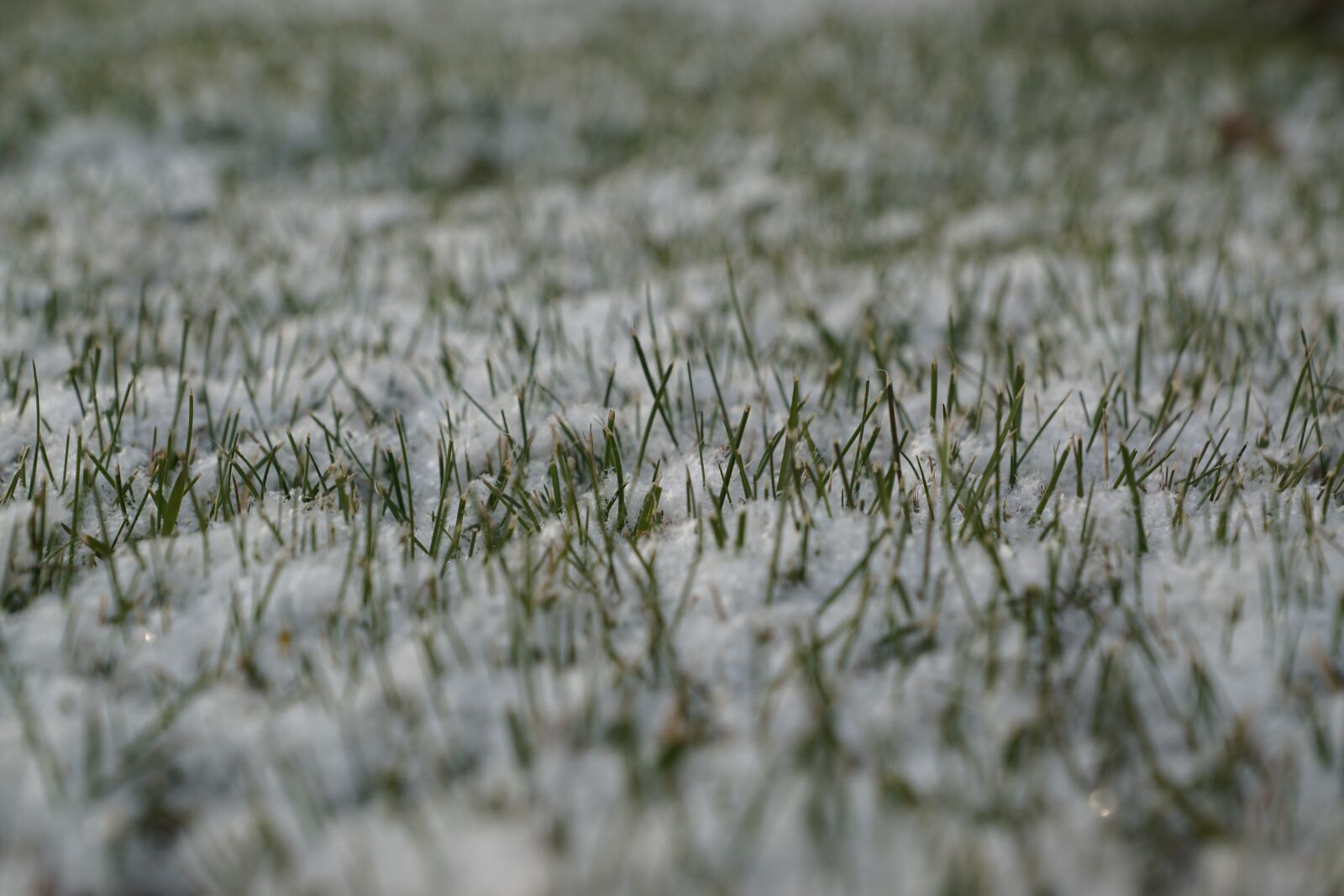 Sony ILCA-77M2 + Sony DT 16-50mm F2.8 SSM sample photo. Winter, grass, snow photography