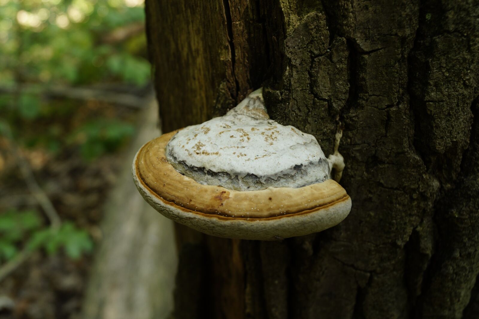 Sony DT 18-55mm F3.5-5.6 SAM II sample photo. Mushroom, wood, forest photography