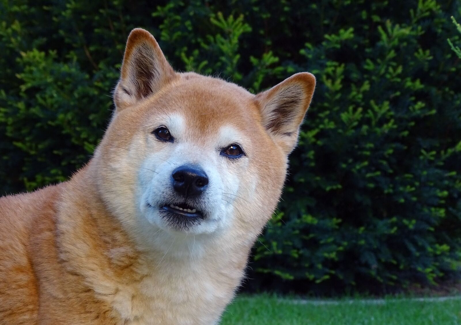 Sony Cyber-shot DSC-HX400V sample photo. Dog, dog head, light photography