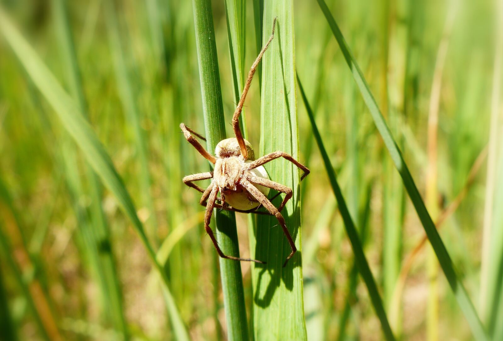 Panasonic Lumix DMC-FZ200 sample photo. Nature, insect, at the photography