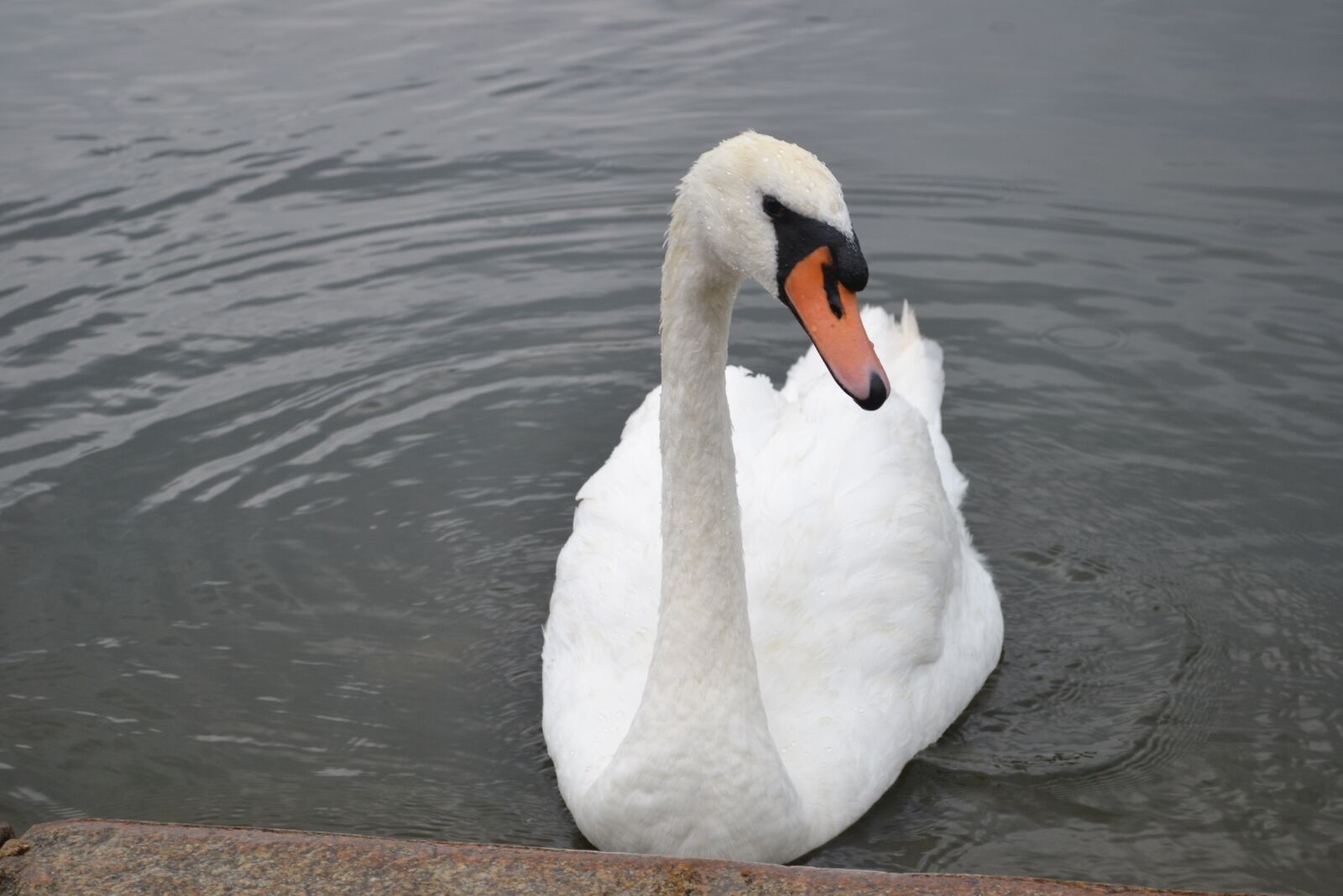 Nikon D3100 sample photo. Swan, photogenic, photogenic swan photography
