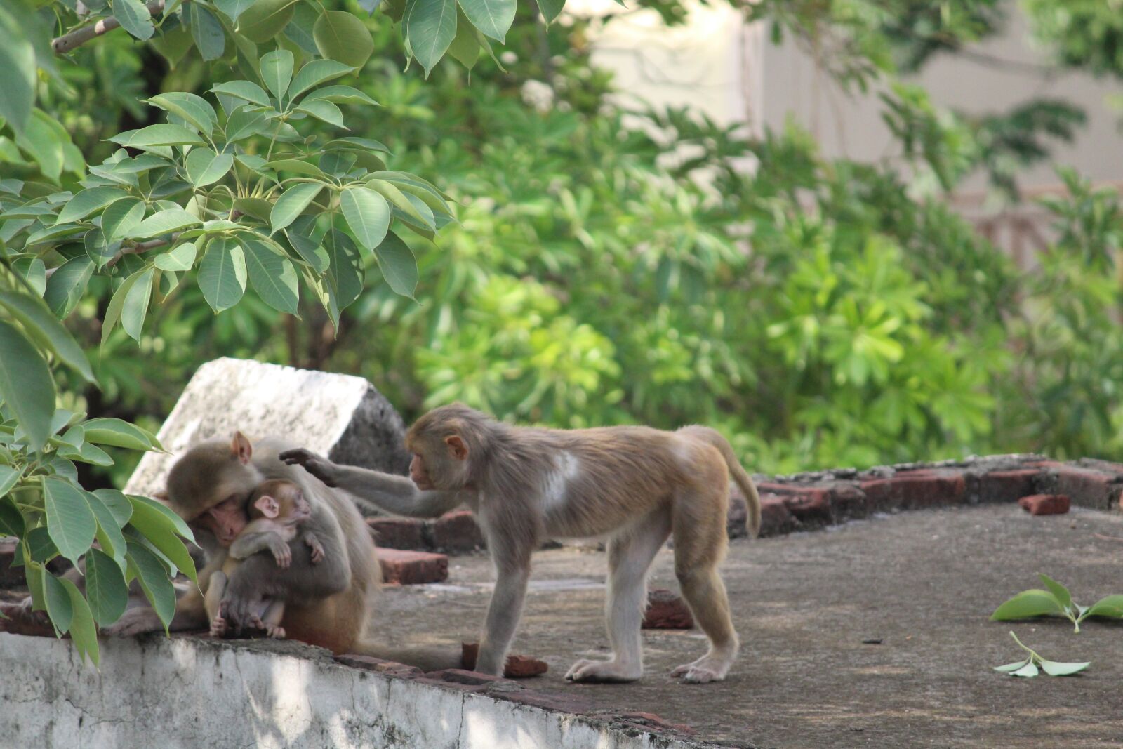 Canon EOS 1300D (EOS Rebel T6 / EOS Kiss X80) sample photo. Monkey, wildlife, wild photography
