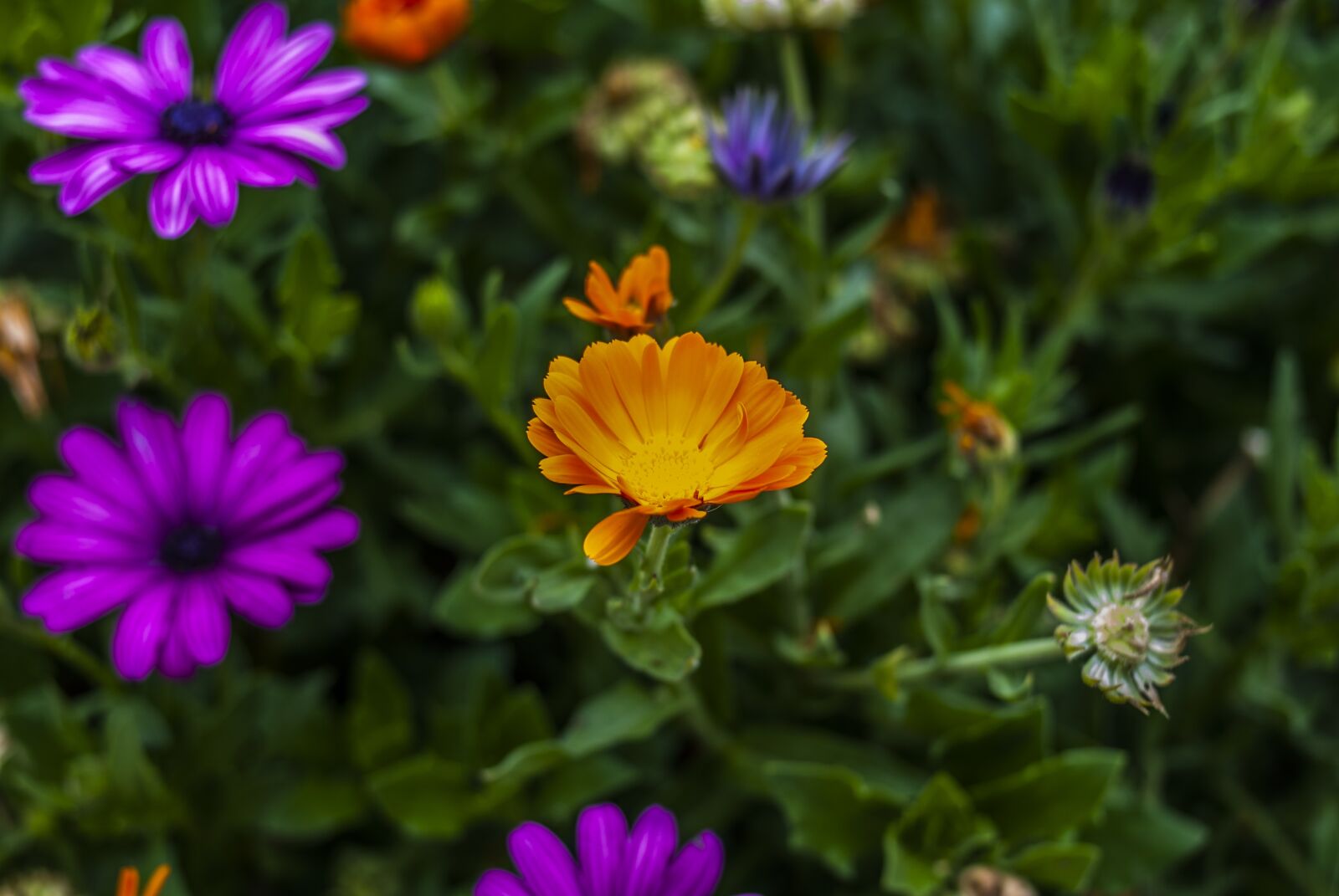 Nikon D60 sample photo. Nature, flower, garden photography