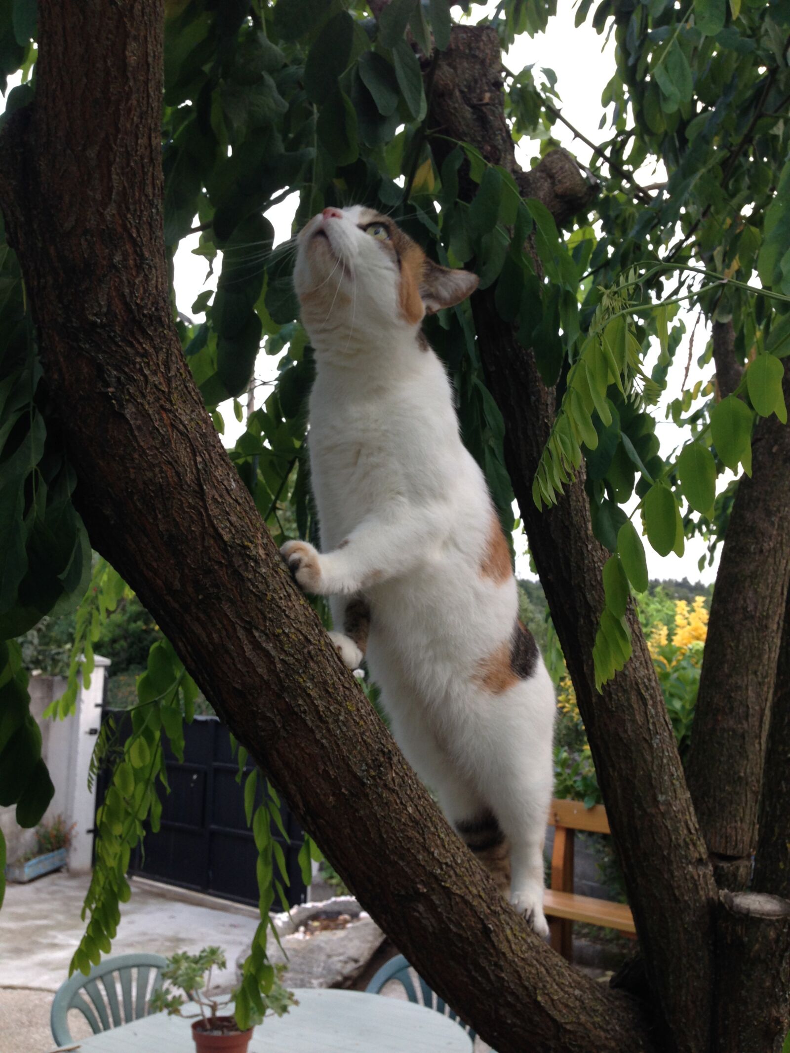 iPhone 5 back camera 4.12mm f/2.4 sample photo. Gatos en rbol, mascota photography
