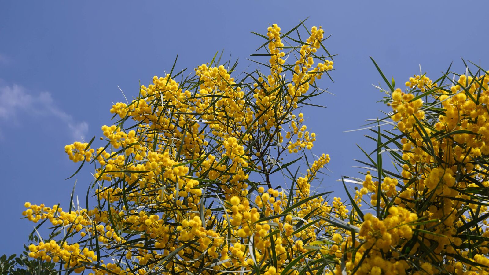 Sony a6000 + Sony Vario-Tessar T* E 16-70mm F4 ZA OSS sample photo. Plant, flora, yellow photography